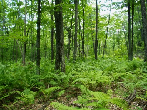 Forest Of Ferns